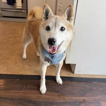 OC Paw House - Our dog during his stay - Pet Sitting Near Me