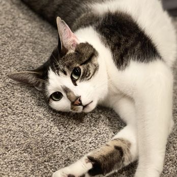 Lbc Vets - hello - Veterinarians Near Me - Long Beach, California