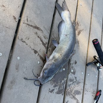 Legg Lake Park - Catfish! - Parks Near Me - South El Monte, California Legg Lake Park - Catfish! - Parks Near Me - South El Monte, California