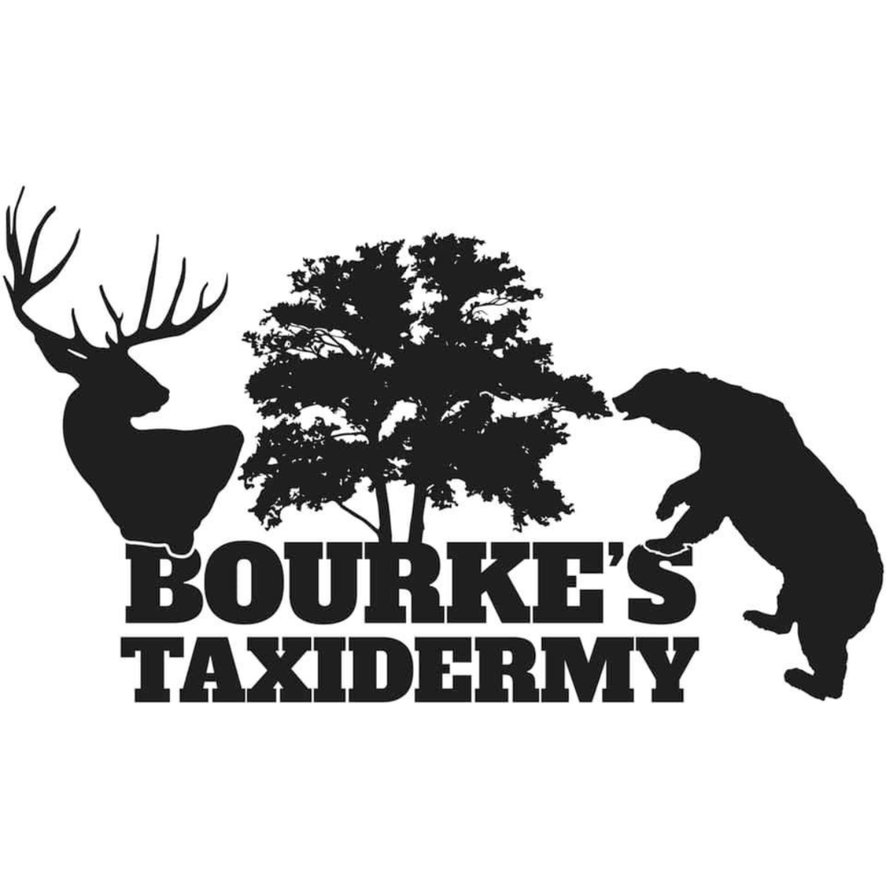 Bourke's Taxidermy - taxidermy in Pana, IL