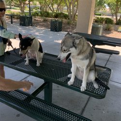 Dog Training Elite Southwest Las Vegas