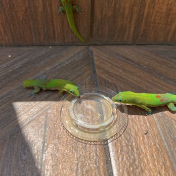 Shaka Tacoz - Our gecko friends! - Mexican Near Me - Captain Cook, Hawaii Shaka Tacoz - Our gecko friends! - Mexican Near Me - Captain Cook, Hawaii