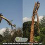 Photo of Viking Tree Service