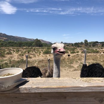 Ostrichland USA - Hello there - Attraction Farms Near Me - Solvang, California Ostrichland USA - Hello there - Attraction Farms Near Me - Solvang, California
