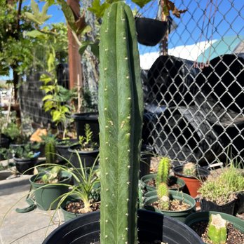 Nottingham Nursery & Garden Supply - Trichocereus Bridgessi - Nurseries & Gardening Near Me - Clearlake, California Nottingham Nursery & Garden Supply - Trichocereus Bridgessi - Nurseries & Gardening Near Me - Clearlake, California