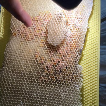 Honey Bee Rescue - Pollen collected by the bees!  All different colors-- yellows, pinks, browns, golds! - Pest Control Near Me