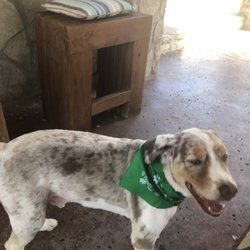 Diamonds In the Ruff Dog Grooming