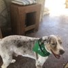 Diamonds In the Ruff Dog Grooming gift card