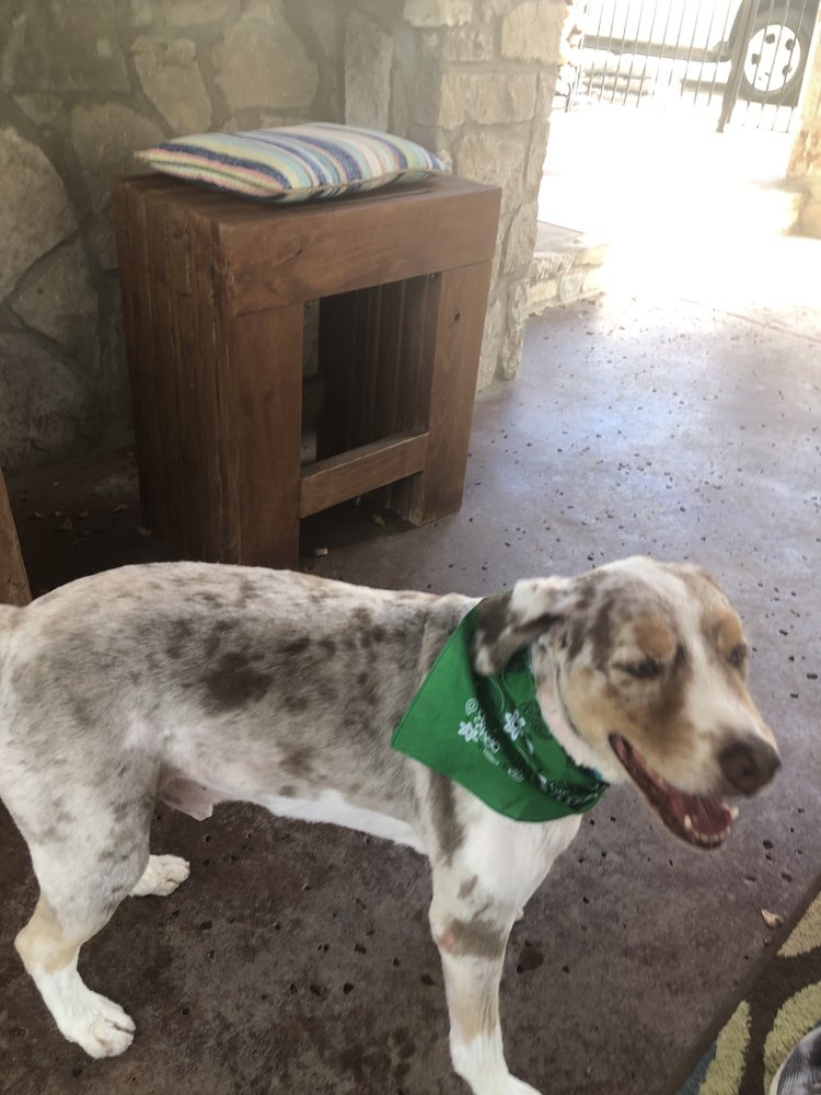 DIAMONDS IN THE RUFF DOG GROOMING Updated October 2024 9150 Marlin