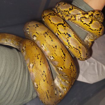 Wild Things - Reptile Shops Near Me - Las Vegas, Nevada Wild Things - Reptile Shops Near Me - Las Vegas, Nevada