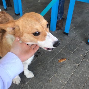 Houndstooth Coffee Sylvan 30 - Piper the cutest doggo - Coffee & Tea Near Me - Dallas, Texas