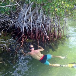 Keys Boat Tours - Mangrove Snorkel