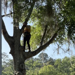 Golden Rule Tree service