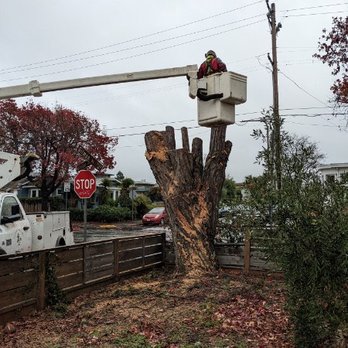 Bay Area Tree Care - Tree Services Near Me