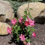 Photo of Mountain Ridge Landscaping Maintenance & Design