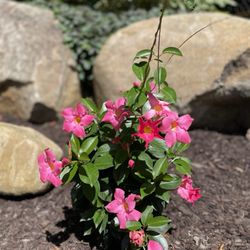 Mountain Ridge Landscaping Maintenance & Design - Planting and grass cutting