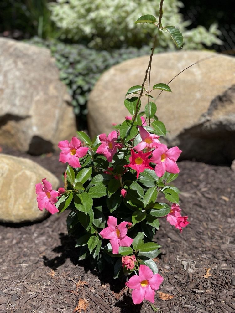 MOUNTAIN RIDGE LANDSCAPING MAINTENANCE & DESIGN Updated October 2024