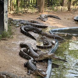 Alligator Sanctuary - Alligators by Water