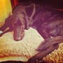 Photo of Petpal