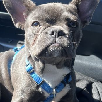 Trouwe Hond K-9 - Big boi - Pet Training Near Me - Hanover, Massachusetts