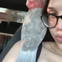 For The Birds And More
