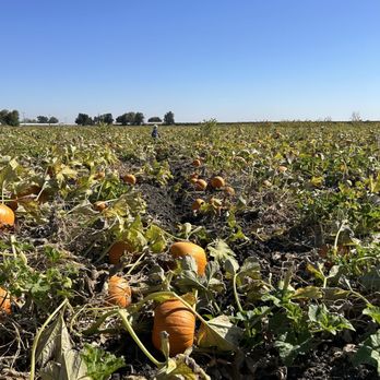 West Coast Farms Pumpkin Patch - Pick Your Own Farms Near Me - Brentwood, California