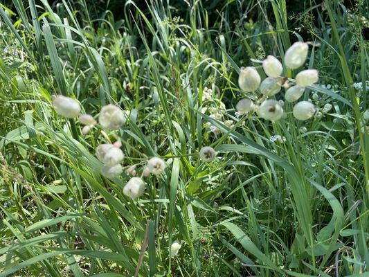 The Windham Path by null