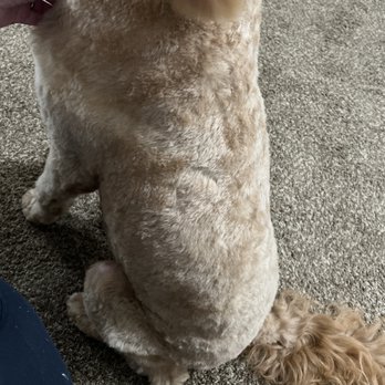 Amys Pet Grooming - This is him today - Pet Groomers Near Me - Douglasville, Georgia