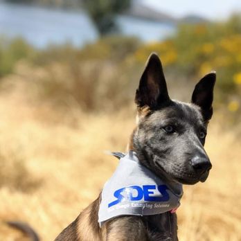 San Diego Estimating Solutions - Meet Storm. Our estimating Belgian Malinois - General Contractors Near Me San Diego Estimating Solutions - Meet Storm. Our estimating Belgian Malinois - General Contractors Near Me