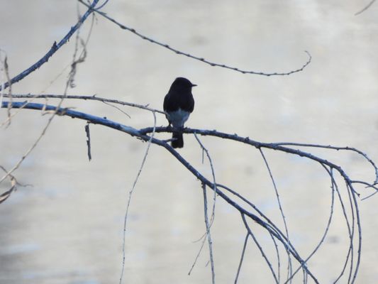 Hassayampa River Preserve by null