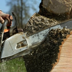 Arrow Tree Service - Tree Removal Service, Chicopee, MA