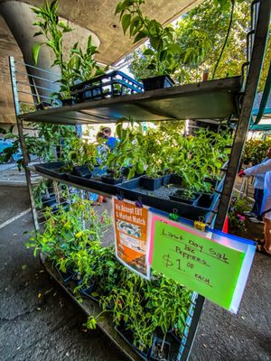 Sacramento’s Sunday Certified Farmers Market by null