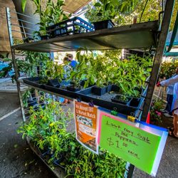 Sunday Farmers' Market