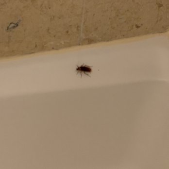 Hotel del Coronado, Curio Collection by Hilton - Cockroach in our tub. It was 3-4inches. - Coronado, CA