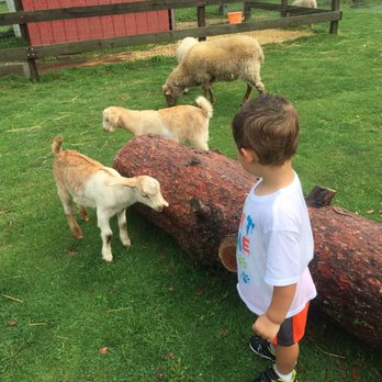 Springdale Farm - Goats and sheep at the petting zoo ($1 per person). - Farms Near Me - Spencerport, New York