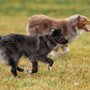 Photo of Canine Karma Training