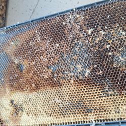 Stanwood Bee Company