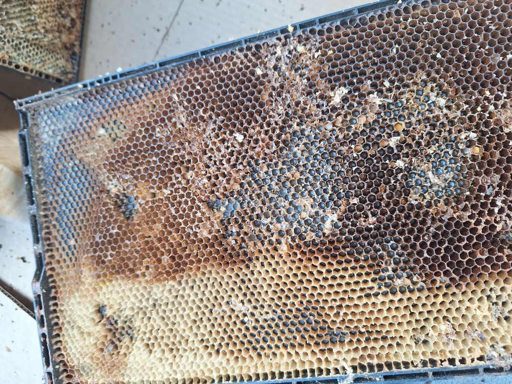 Stanwood Bee Company - beekeeping in Stanwood, WA