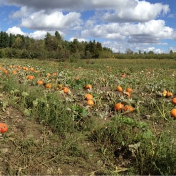 Petch Orchard - a field full of pumpkins - Farmers Market Near Me - Hemmingford, Quebec Petch Orchard - a field full of pumpkins - Farmers Market Near Me - Hemmingford, Quebec