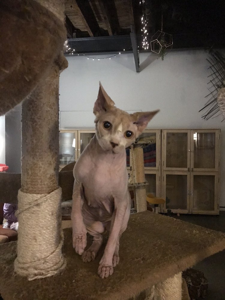 CAT CAFE MELBOURNE Updated September 2024 31 Photos & 13 Reviews