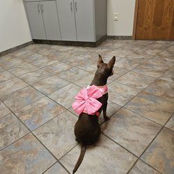Pet Doctors Animal Clinic