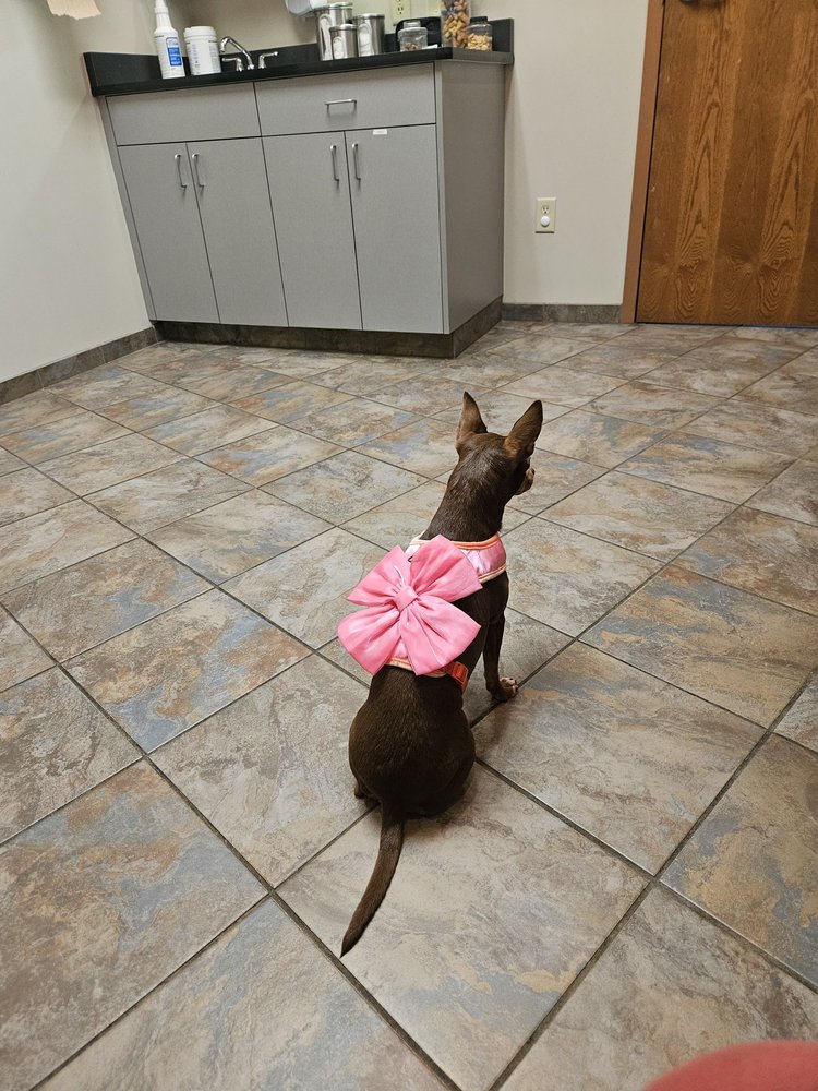 Pet Doctors Animal Clinic - pet boarding facility in Minneapolis, MN