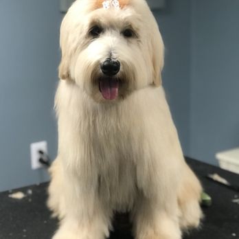 Debonair Dog - Pet Groomers Near Me - Haddonfield, New Jersey