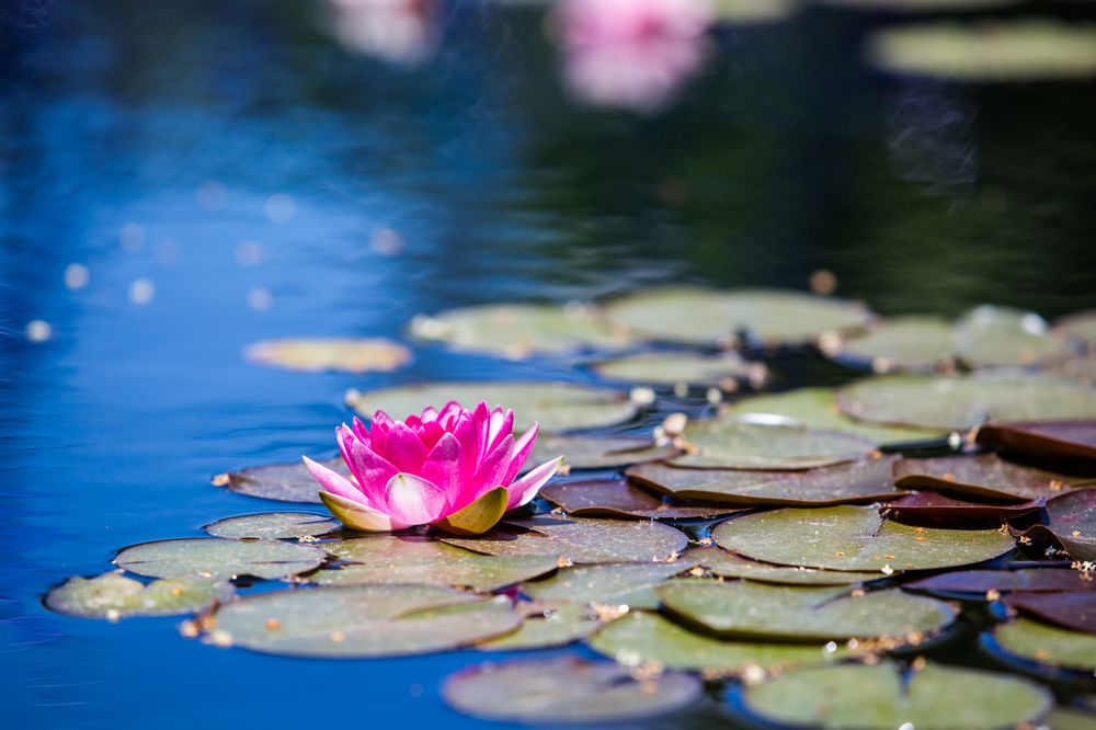 Laura Goldner, Psy.D - child therapist in Denver, CO