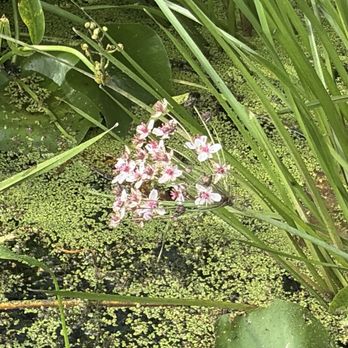Blanding Landing - Possibly a flowering rush - Boating Near Me - Hanover, Illinois Blanding Landing - Possibly a flowering rush - Boating Near Me - Hanover, Illinois