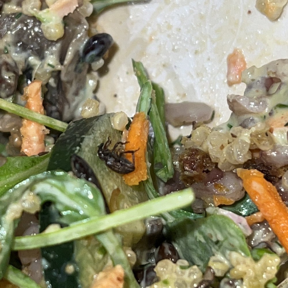 sweetgreen - Healthy Salads, Wraps, and Bowls - Bugs in bowl - Salad Near Me - Studio City, California sweetgreen - Healthy Salads, Wraps, and Bowls - Bugs in bowl - Salad Near Me - Studio City, California