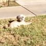 Photo of Lori's Pet Grooming
