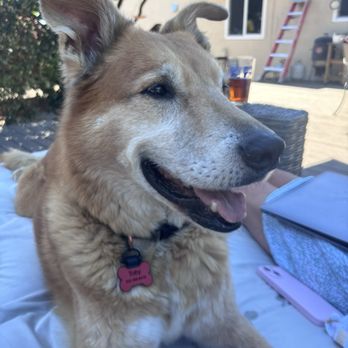 Pet Butler - Pet Waste Removal Near Me - Fairfield, California Pet Butler - Pet Waste Removal Near Me - Fairfield, California
