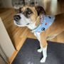 Photo of Mn Furbaby Pet Care