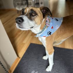 Mn Furbaby Pet Care